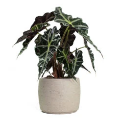 Alocasia Amazonica Polly - Elephant Ear -Hortology Shop Alocasia amazonica Polly Elephant Ear Mini Valerie Plant Pot Grey Washed 807765fc ffaa 4bc1 81b1 7e0baf6f48eb