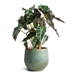 Ryan Plant Pot - Blue Gold -Hortology Shop Alocasia amazonica Polly Elephant Ear Ryan Plant Pot Blue Gold 3ef5f156 1fc5 4551 b37a 6cd73c7b3a41