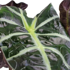 Alocasia Amazonica Polly - Elephant Ear -Hortology Shop Alocasia amazonica Polly Elephant Ear SWATCH 3