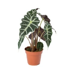 Alocasia Amazonica Polly - Elephant Ear -Hortology Shop Alocasia amazonica Polly Elephant Ear 941f9e9b ed40 488c b41e b561353cf4b6