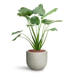 Alocasia Cucullata - Hooded Dwarf Elephant Ear - HydroCare -Hortology Shop Alocasia cucullata Hooded Dwarf Elephant Ear HydroCare Cody Plant Pot Ridged Cement
