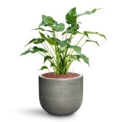 Alocasia Cucullata - Hooded Dwarf Elephant Ear - HydroCare -Hortology Shop Alocasia cucullata Hooded Dwarf Elephant Ear HydroCare Cody Plant Pot Ridged Dark Grey