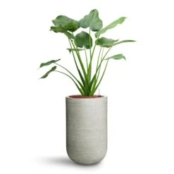 Cody Plant Vase - Ridged Cement -Hortology Shop Alocasia cucullata Hooded Dwarf Elephant Ear HydroCare Cody Plant Vase Ridged Cement 53311a7c c5fe 4cb5 81ec 0b5e78a179fa