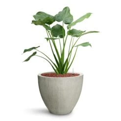 Alocasia Cucullata - Hooded Dwarf Elephant Ear - HydroCare -Hortology Shop Alocasia cucullata Hooded Dwarf Elephant Ear HydroCare Jesslyn Plant Pot Ridged Cement