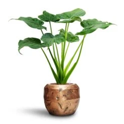 Opus Raw Couple Planter - Gold -Hortology Shop Alocasia cucullata Hooded Dwarf Elephant Ear HydroCare Opus Raw Couple Planter Gold 57784609 e4bf 4836 b797 d912d260100c