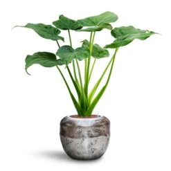 Opus Raw Couple Planter - Silver -Hortology Shop Alocasia cucullata Hooded Dwarf Elephant Ear HydroCare Opus Raw Couple Planter Silver a34892d9 95ff 4845 abe9 8885537631dc