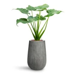 Alocasia Cucullata - Hooded Dwarf Elephant Ear - HydroCare -Hortology Shop Alocasia cucullata Hooded Dwarf Elephant Ear HydroCare Patt High Plant Vase Ridged Dark Grey