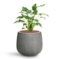 Pax Planter - Ridged Dark Grey -Hortology Shop Alocasia cucullata Hooded Dwarf Elephant Ear HydroCare Pax Planter Ridged Dark Grey fe81520c e4aa 49b1 bedf 663e77ee0bb1