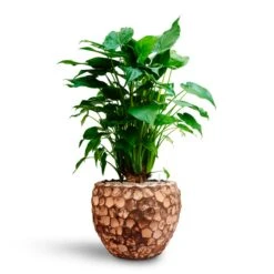 Alocasia Cucullata - Hooded Dwarf Elephant Ear - HydroCare -Hortology Shop Alocasia cucullata Hooded Dwarf Elephant Ear HydrocultureFacets Couple Planter Into Coco