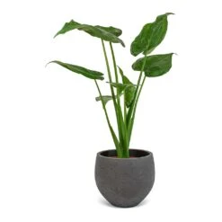 Mini Orb Kevan Plant Pot - Black Washed -Hortology Shop Alocasia cucullata Mini Orb Kevan Plant Pot Black Washed 02bf3936 cc56 4d97 bb0a 8fed8a435123