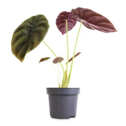 Alocasia Cuprea Red Secret - Elephant Ear -Hortology Shop Alocasia cuprea Red Secret Elephant Ear 12x25cm 1