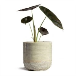 Alocasia Cuprea Red Secret - Elephant Ear -Hortology Shop Alocasia cuprea Red Secret Elephant Ear 13x28cm Issa Plant Pot Light Grey 15x15cm
