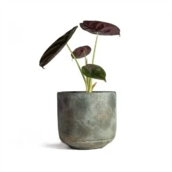 Alocasia Cuprea Red Secret - Elephant Ear -Hortology Shop Alocasia cuprea Red Secret Elephant Ear 13x28cm Saar Plant Pot Earth Cement 16x15cm