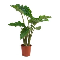 Alocasia Portodora - Upright Elephant Ear -Hortology Shop Alocasia portodora