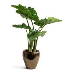 Amora Plant Pot - Black Gold -Hortology Shop Alocasia portodora Amora Black Gold Plant Pot 12191c14 a540 405f af90 8fe6e2728abf