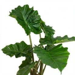 Hortology Shop -Hortology Shop Alocasia portodora Leaves