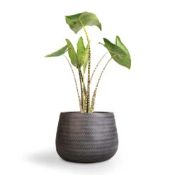 Angle Darcy Plant Pot - Anthracite -Hortology Shop Alocasia zebrina Tiger Elephant Ear 19x75cm Angle Darcy Plant Pot Anthracite 34.5x24cm 1 e69cd94e 70aa 4082 864f 450af7ddf6c4