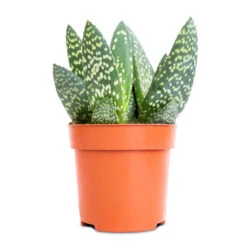 Aloe Vera Paradisicum - Jurassic Dino -Hortology Shop Aloe Vera Paradisicum Jurassic Dino 10.5x20cm