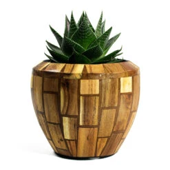 Facets Couple Planter - Jenga -Hortology Shop Aloe aristata Cosmo Facets Couple Planter Jenga