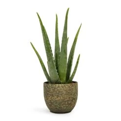 Aloe Vera -Hortology Shop Aloe vera 12x35cm Rinca Plant Pot Shiny Green 15x13cm