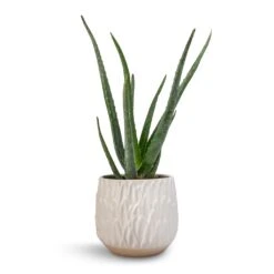 Arles Leaf Plant Pot - White -Hortology Shop Aloe vera 12x40cm Arles Leaf Plant Pot White 17x17cm