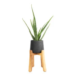 Patt Plant Pot - Tall Stand - Black Washed -Hortology Shop Aloe vera 12x40cm Patt Plant Pot Tall Stand Black Washed 23x34cm