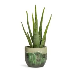 Aloe Vera -Hortology Shop Aloe vera 15x45cm Moon Plant Pot Jungle 19x16cm a2fafaff 37af 44fb 924a 2f5bd5020ffd