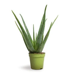 Aloe Vera -Hortology Shop Aloe vera 15x50cm