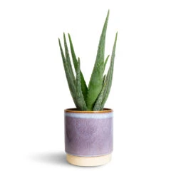 Aloe Vera -Hortology Shop Aloe vera 15x50cm Copenhagen Plant Pot Blue 18.5x19.5cm 2337ba21 7965 4bf1 8ce5 5b3276fc3250