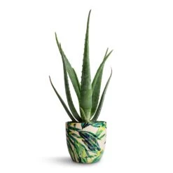 Aloe Vera -Hortology Shop Aloe vera 15x50cm Monza Plant Pot Botanical Fern 17x17cm e9257a20 191d 4734 bbc2 871ad769d340
