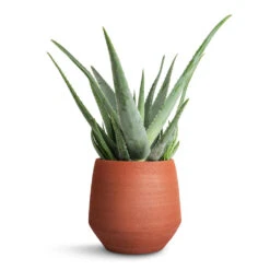 Aloe Vera -Hortology Shop Aloe vera 19x55cm Humus Plant Pot Terra 20x23cm ce3f5633 e2ed 4b74 8d49 6017fd3bb85a