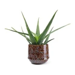 Aloe Vera -Hortology Shop Aloe vera 21x60cm Noud Plant Pot Marrakesh 26x22cm