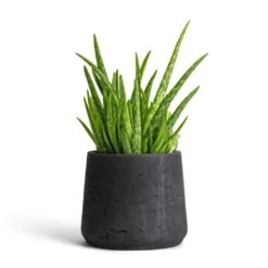 Patt Plant Pot - Black Washed -Hortology Shop Aloe vera Clumb 12x30cm Patt Plant Pot Black Washed 17x14cm 901f7a69 45e9 4993 b044 761cc737bcc3