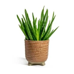 Aloe Vera Clumb -Hortology Shop Aloe vera Clumb Bekka Plant Pot Pale Pink