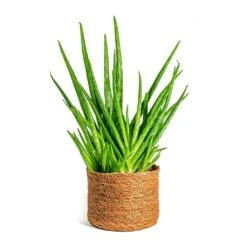 Aloe Vera Clumb -Hortology Shop Aloe vera Clumb Stef Plant Baskets Set of 5 Camel