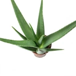 Aloe Vera -Hortology Shop Aloe vera Leaves