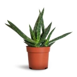 Aloe Vera Paradisicum - Jurassic Dino -Hortology Shop Aloe vera Paradisicum 10.5x20cm 1