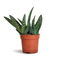 Aloe Vera Paradisicum - Jurassic Dino -Hortology Shop Aloe vera Paradisicum 10.5x20cm 2