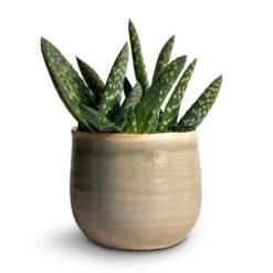 Aloe Vera Paradisicum - Jurassic Dino -Hortology Shop Aloe vera Paradisicum 10.5x20cm Iris Plant Pot Mint 14x12cm