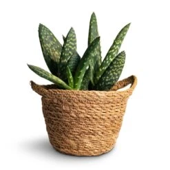 Aloe Vera Paradisicum - Jurassic Dino -Hortology Shop Aloe vera Paradisicum 10.5x20cm Nelis Plant Basket Natural 13x12cm