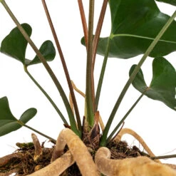 Anthurium Arrow -Hortology Shop Anthurium Arrow Flamingo Flower DETAIL 2