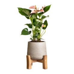 Anthurium - Flamingo Flower - Joli Peach 16 Anthurium - Flamingo Flower - Joli Peach -Hortology Shop Anthurium Flamingo Flower Joli Peach 12x40cm Patt Plant Pot Low Stand Grey Washed 20x21cm 2
