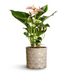 Anthurium - Flamingo Flower - Joli Peach 14 Anthurium - Flamingo Flower - Joli Peach -Hortology Shop Anthurium Flamingo Flower Joli Peach 12x40cm Venetian Plant Pot Grey 16x14cm 2