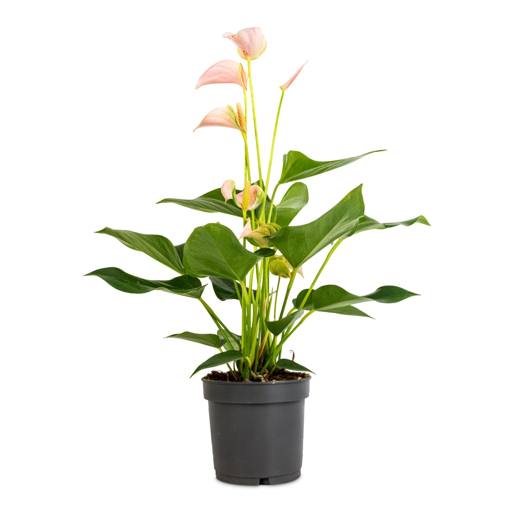 Anthurium - Flamingo Flower - Joli Peach 3 Anthurium - Flamingo Flower - Joli Peach - Image 3
