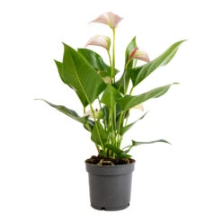 Anthurium - Flamingo Flower - Joli Pulse -Hortology Shop Anthurium Flamingo Flower Joli Pulse 12x40cm