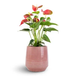 Anthurium - Flamingo Flower - Royal Red -Hortology Shop Anthurium Flamingo Flower Royal Red 12x40cm Remi Plant Pot Pink 18x19cm e76236e4 9847 4880 8468 efb0687f39dd