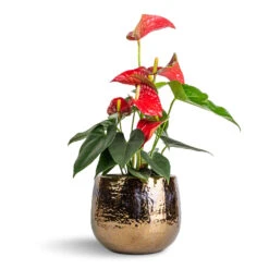 Anthurium - Flamingo Flower - Royal Red -Hortology Shop Anthurium Flamingo Flower Royal Red 12x40cm Yvette Plant Pot Gold 19x16cm
