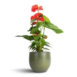 Zembla Plant Pot - Green -Hortology Shop Anthurium Flamingo Flower Royal Red 12x40cm Zembla Plant Pot Green 15x13cm
