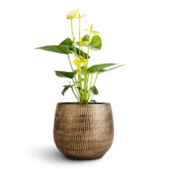 Anthurium - Flamingo Flower - Vanilla -Hortology Shop Anthurium Flamingo Flower Vanilla Ryan Plant Pot Shiny Gold 18x16cm 1