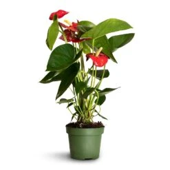 Anthurium - Flamingo Flower - Royal Red -Hortology Shop Anthurium Royal Champion 2